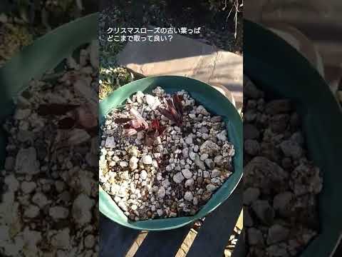 クリスマスローズを再び咲かせるにはどうすればいいですか？私たちのシンプルなアドバイス！  庭園