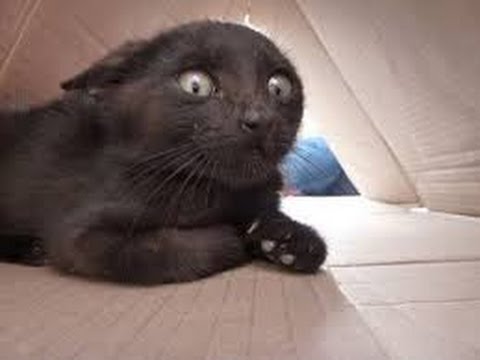Funny animal videos - Cat frightens itself