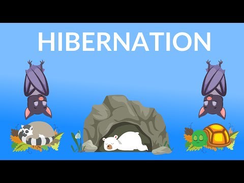 Hibernation of Animals | Why do Animals Hibernate | Hibernating Animals for kids