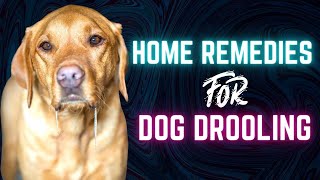 How To Stop Excessive Dog Drooling  | Home Remedies For Dog Drooling