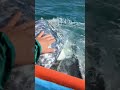 This gray whale showed us how well it brushed it's teeth 🪥