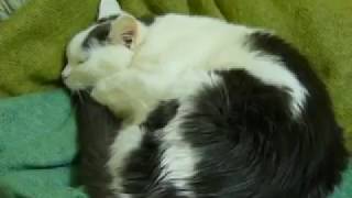 Кошка спит и поёт. КРУТО