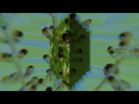 Thumbnail for Wildflowers video