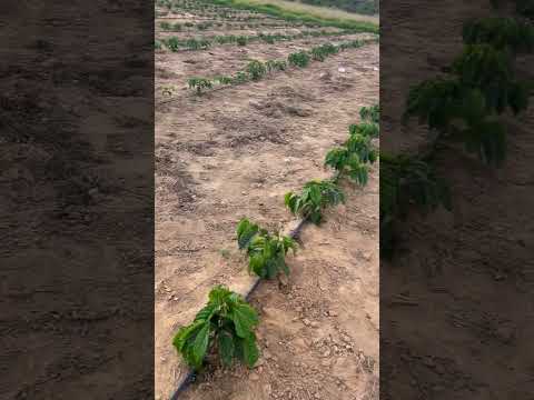 Lavoura nova - Taparuba Minas Gerais