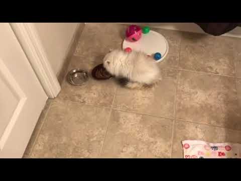 Eloise Eating When She Was a Kitten