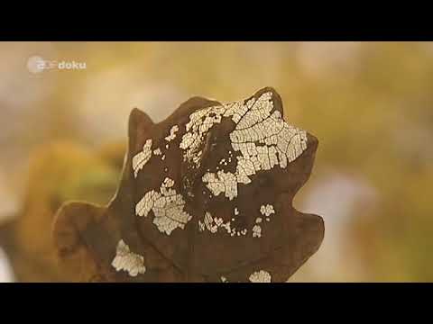 Der Baum der Bäume -  Die Geschichte einer alten Eiche - ZDF Dokumentation Spezial