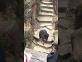 Monkey throws poo at old lady 🐒 💩 👵