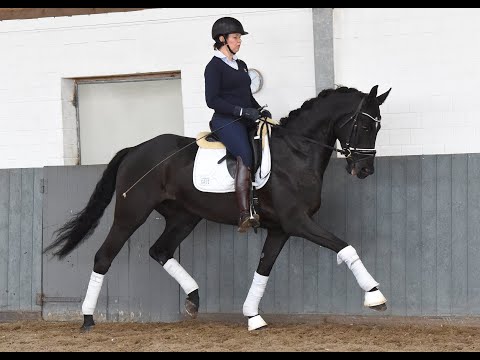 FIORETTO Weidenhof-Verkaufspferd: 5j. Rappwallach von Fantastic-Dancier