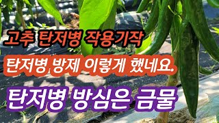 고추 탄저병 2021 탄저병 방제 작용기작 개인적인 방법 [고추재배방법]