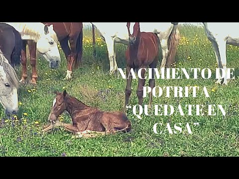 CABALLOS: NACIMIENTO DE  POTRITA CRUZADA BAUTIZADA «QUEDATEENCASA»
