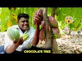 சாக்லேட் மரத்தில் சாக்லேட் வேட்டை|Chocolate Hunting at Cocoa