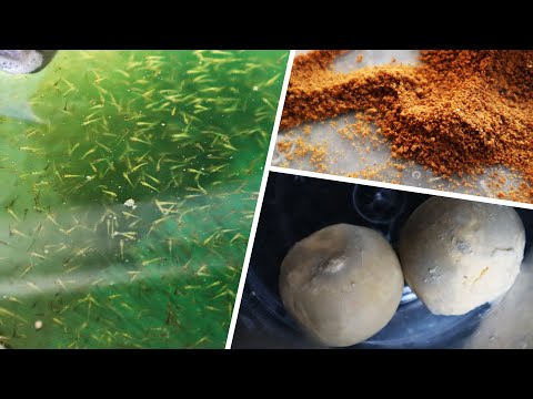 Baby Koi progression! 5 to 8 days old | Breeding project part 8