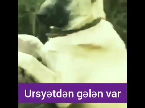 URSYƏTDƏN. GƏLƏN. VAR ★