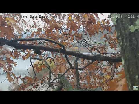 Hays Eagles nest area Pan & Glenwood Bridge 2020 11 11 1222pm