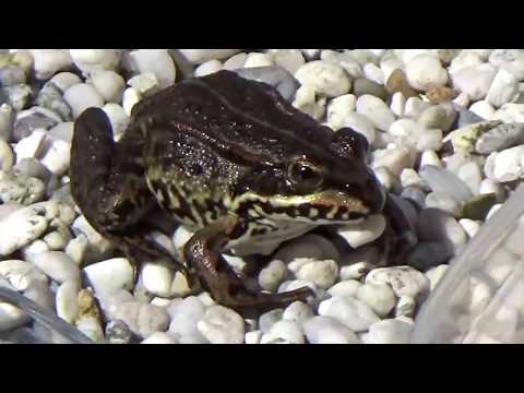 Fütterung unserer zahmen Teichfrösche ( Zahmer Frosch )