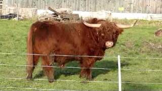preview picture of video 'Highland cattle-bull in Uster, Switzerland oct 30 2010'