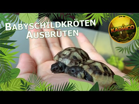 Vom Ei zur Schildkröte: Ausbrüten von Schildkröteneiern | Babyschildkröten schlüpfen | Karnico