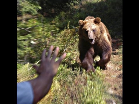 Björnens rätta ansikte  ( attacking bears…. )...www.wildlifefilm.com