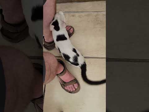 El Ruha Hotel Cat in Şanlıurfa Türkiye 🇹🇷 Turkey #short #shorts
