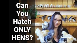 Can You Hatch ONLY Hens?