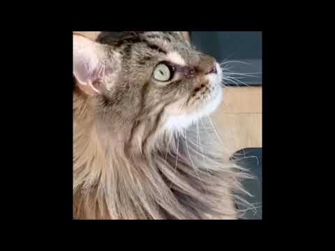Do Maine Coon Cats Talk A Lot? #Shorts