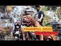 Top 11 Powerhouse Dog Breeds Ranked Who S The Strongest WildFact Wonders