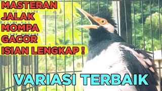 Download lagu Burung Jalak Suren Macet Bunyi Jadi Gacor Full Isian Suara Unik Kreasi Mewah mp3