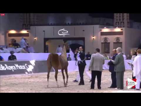 N.78 SHAHIRA ALBIDAYER - Dubai 2016 - Fillies 2 years old (Class 3)