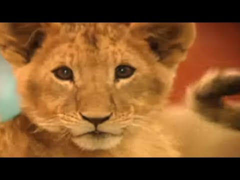 Zoboomafoo with the Kratt Brothers! LION CUBS | Full Episodes Compilation