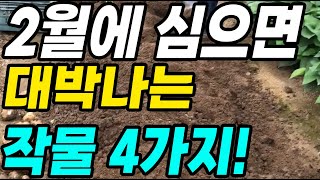 2월에 심으면 대박나는 작물 4가지! 초보자도 쉽게 키우는 대박작물!