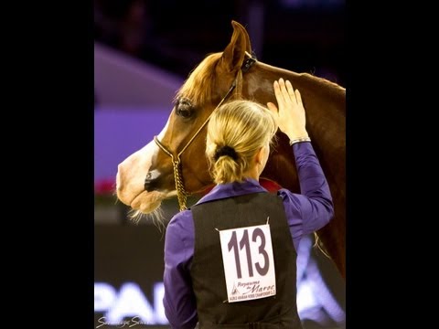 Calypso OS Wins Top 10 Jr Stallion at Salon Du Cheval World Championships 2012 .mov