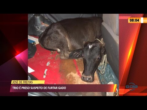 Polícia Militar prende trio suspeito de furtar gado em José de Freitas 23 03 2021