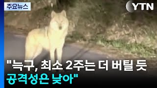 늑구, 최소 2주는 더 버틸 듯...공격성은 낮아 / YTN