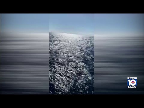 Thumbnail for Passenger falls overboard Norwegian cruise ship