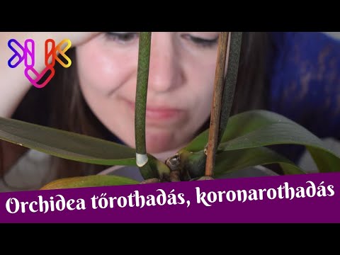 rohadt lélegzet mint kezelni a parazita testének felépítése