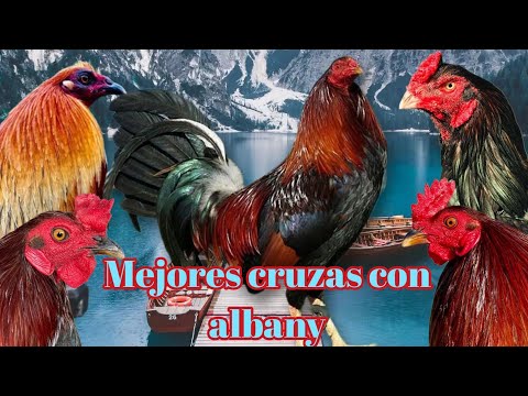 The 5 best crosses with Albany @elpoderdelpollo2342