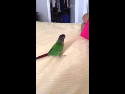 Dexter the trickster bird!