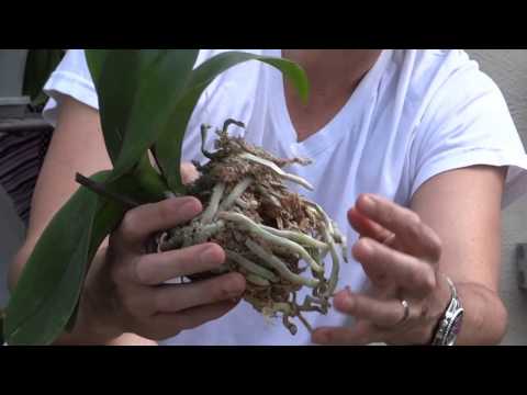 How To Replant Orchids