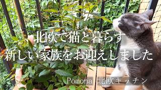 北欧で猫と暮らす-新しい家族をお迎えしました🐈/友人の誕生日パーティー