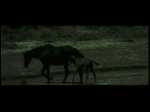 The Raveonettes - Where Are You Wild Horses (Official Lyric Video)