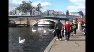 preview picture of video 'Pilot takes a risk at Wroxham bridge!'