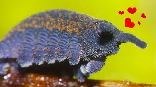 Velvet Worms: Meet Your New Favorite Worm