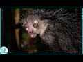 Aye-Aye: The Creepy-Cute Lemur with Strange Superpowers