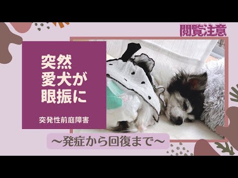 犬の眼振 – 心配する必要がありますか?