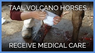 Hundreds of Overworked Horses in the Philippines Have Never Seen a Veterinarian—Until Now