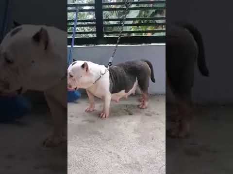 American Bully 52 Days of Pregnancy