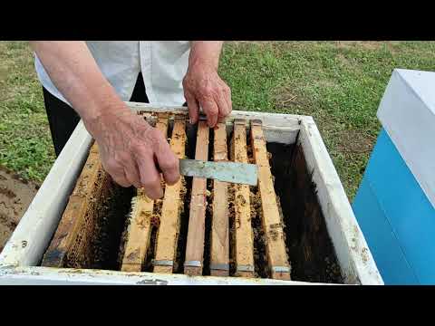 12.07.2021 - Tretman protiv Varoe Organic letvicama