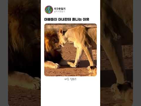 아빠들이 아내한테 혼나는 이유