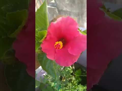 My Garden Flowers in Today( 05.03.22)#shortsvideo@rk  ranjani