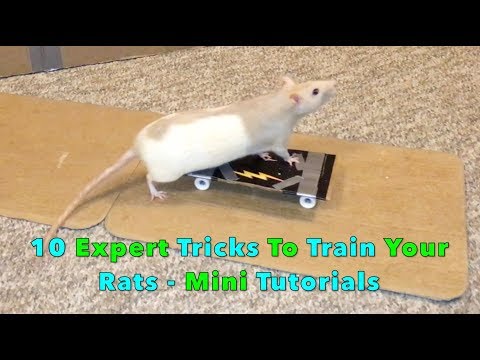 10 Expert Tricks To Train Your Rats - Mini Tutorials